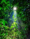 Jungle landscape of green rainforest with sunray Royalty Free Stock Photo