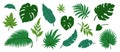 Jungle leaves. Cartoon different tropical plants. Palm, banana, monstera. Botanical green foliage elements. Summer Royalty Free Stock Photo