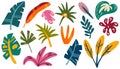 Jungle leaves set. Cartoon different tropical plants. Palm, banana, monstera. Royalty Free Stock Photo
