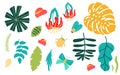 Jungle leaves set. Tropical leaves and flowers isolated elements, bugs, butterfly summer tropic collection. Royalty Free Stock Photo