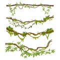 Jungle liana plants. Cartoon tropical climbing creepers branches with moss. Rainforest liana vines flat vector illustrations set Royalty Free Stock Photo