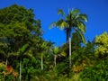 Jungle like landscape - Beautiful rainforest near Brisbane Queensland Australia with intensely blue sky and large trees