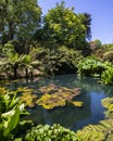 The Jungle at the Lost Gardens of Heligan in Cornwall, UK Royalty Free Stock Photo