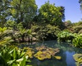 The Jungle at the Lost Gardens of Heligan in Cornwall, UK Royalty Free Stock Photo