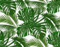 Jungle. Lush green. leaves of tropical palm trees, monstera, agaves. Seamless. Isolated on white background