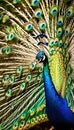 Jungle Majesty Resplendent Peacock Radiant Plumage in Full Display Royalty Free Stock Photo