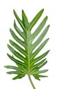 jungle Monstera leaves isolated, Swiss Cheese Plant, isolated on