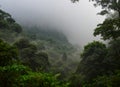 Jungle morning fog Royalty Free Stock Photo