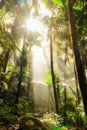 Jungle morning fog light Royalty Free Stock Photo