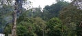 Jungle mount pangrango