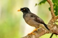 Jungle myna sitting on a tree on Taveuni Island, Fiji