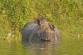 Jungle Mynas on an Indian Rhino