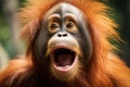 Jungle outcry young orangutan screams passionately in the wild