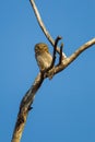 Jungle owlet on a perch in the Indian grasslands