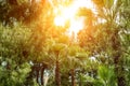 Jungle palm tree forest landscape background . Bright sun backlit. Wild nature green tropical garden, Turkey or Thailand Royalty Free Stock Photo