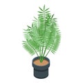 Jungle palm tree pot icon, isometric style Royalty Free Stock Photo