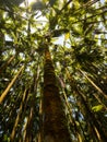 Looking up at canopy in palm forest Royalty Free Stock Photo