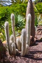 Jungle park at Tenerife Canary