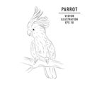 Jungle parrot sketch. Hand-drawn wildlife bird illustration. Cute zoo animal graphic design Royalty Free Stock Photo