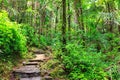 Jungle path Royalty Free Stock Photo