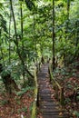 Jungle path in Borneo