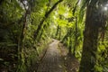 Jungle path from the Costa Rican cloud-forest Royalty Free Stock Photo