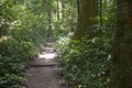 Jungle path Royalty Free Stock Photo