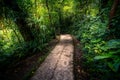 Jungle path. Royalty Free Stock Photo