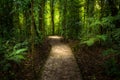 Jungle path. Royalty Free Stock Photo