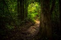 Jungle path. Royalty Free Stock Photo