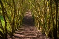 Jungle path. Royalty Free Stock Photo