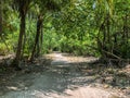 Jungle and the path at sunny day