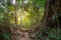 Jungle path in tropical rainforest background. Royalty Free Stock Photo