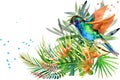 Jungle plant, bird and flowers. Hummingbird. rain forest watercolor illustration.