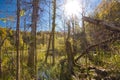 Jungle primeval forest in swamp of Plitvice