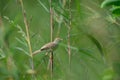 Jungle Prinia Prinia sylvatica Perching on Grass Royalty Free Stock Photo