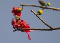 Jungle Prinia Prinia sylvatica Searching for Food in the flower Royalty Free Stock Photo