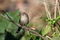 Jungle prinia Royalty Free Stock Photo