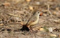 Jungle prinia Royalty Free Stock Photo