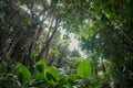 Jungle or rainforest, inside tropical forest environment