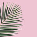 Jungle rainforest royal palm leave isolated on pink background. Exotic tropical Vector design illustration. Royalty Free Stock Photo