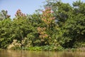 Jungle Riverbank with Flowering Trees,Blue Skies