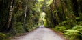 Jungle Road New Zealand Royalty Free Stock Photo