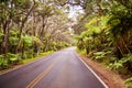 Jungle Road Royalty Free Stock Photo