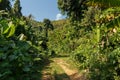 jungle road, laos Royalty Free Stock Photo