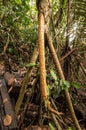 Jungle roots
