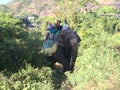 Jungle safari on elephant