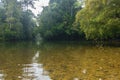 Jungle scene in Endau Rompin National Park, Johor, Malaysia Royalty Free Stock Photo