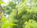 Jungle Spider web with water drops