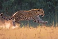 Jungle sprint Action shot of a leopard running in the forest